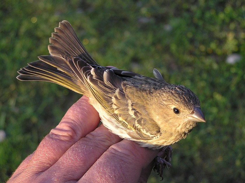 Common Rosefinch, Digrans 20050729